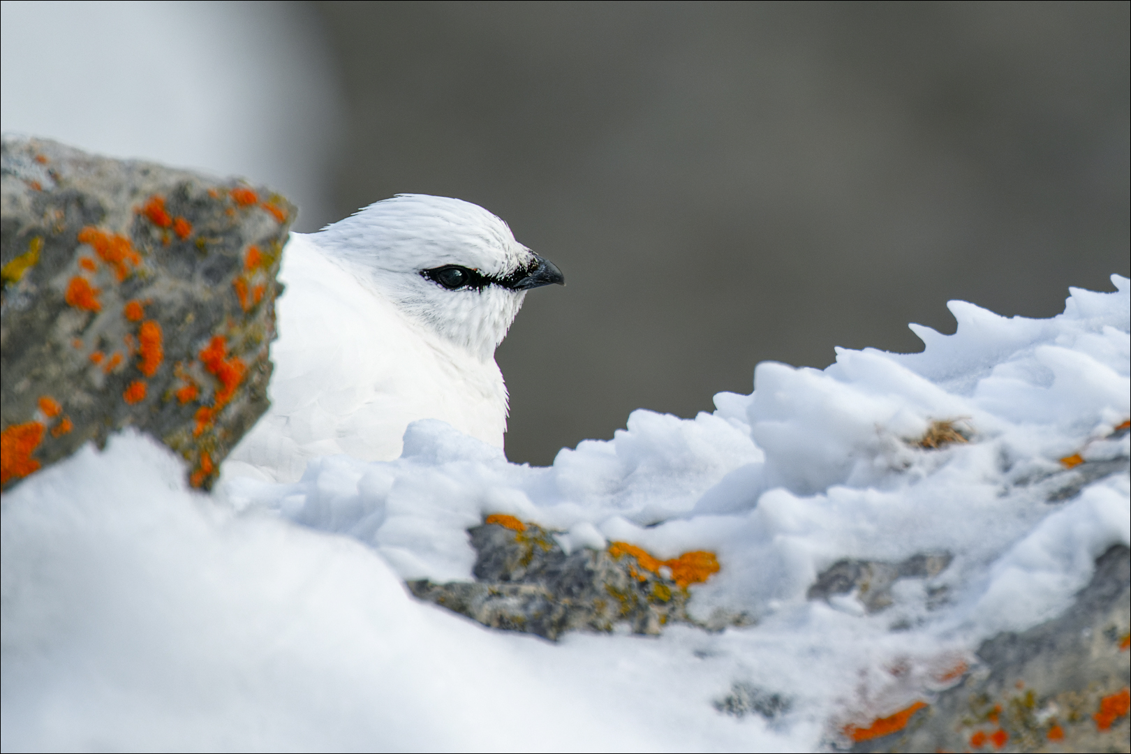 Gut getarnt, das Alpenschneehuhn