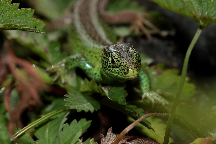 Gut getarnt ! Dettingen a.d. Erms, Biosphärengebiet schw. Alb