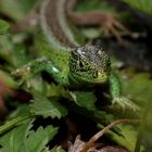 Gut getarnt ! Dettingen a.d. Erms, Biosphärengebiet schw. Alb