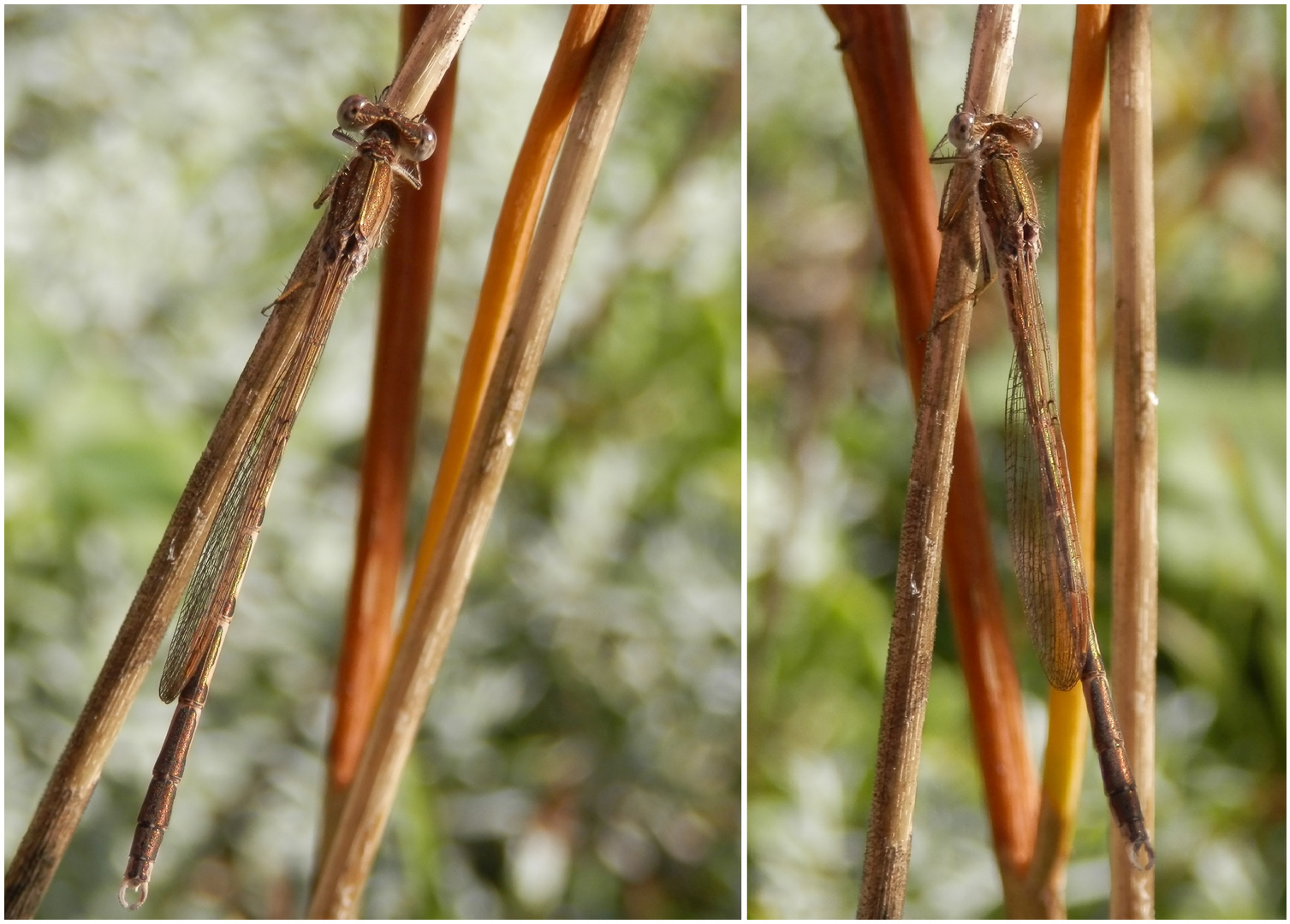 Gut getarnt - Die Gemeine Winterlibelle (Sympecma fusca)