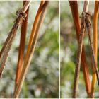 Gut getarnt - Die Gemeine Winterlibelle (Sympecma fusca)