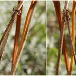 Gut getarnt - Die Gemeine Winterlibelle (Sympecma fusca)