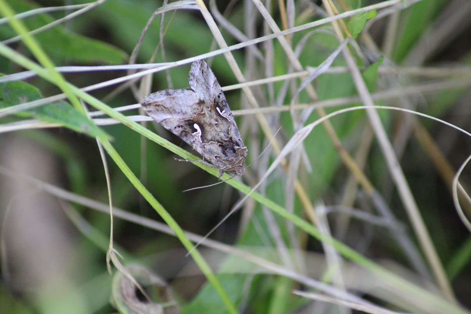 gut getarnt Foto & Bild | tiere, wildlife, schmetterlinge Bilder auf ...