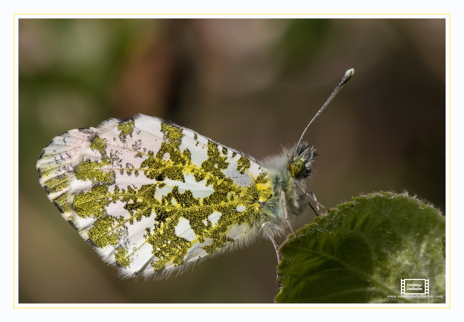 Gut getarnt Foto & Bild | tiere, wildlife, schmetterlinge Bilder auf ...