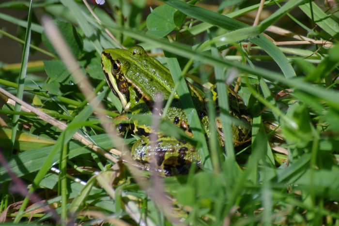 Gut getarnt - Frosch im Gras von Petra Br