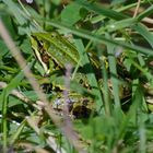 Gut getarnt - Frosch im Gras