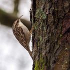 Gut getarnt - Gartenbaumläufer