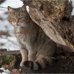 Gut getarnt: Hessische Wildkatze (1)