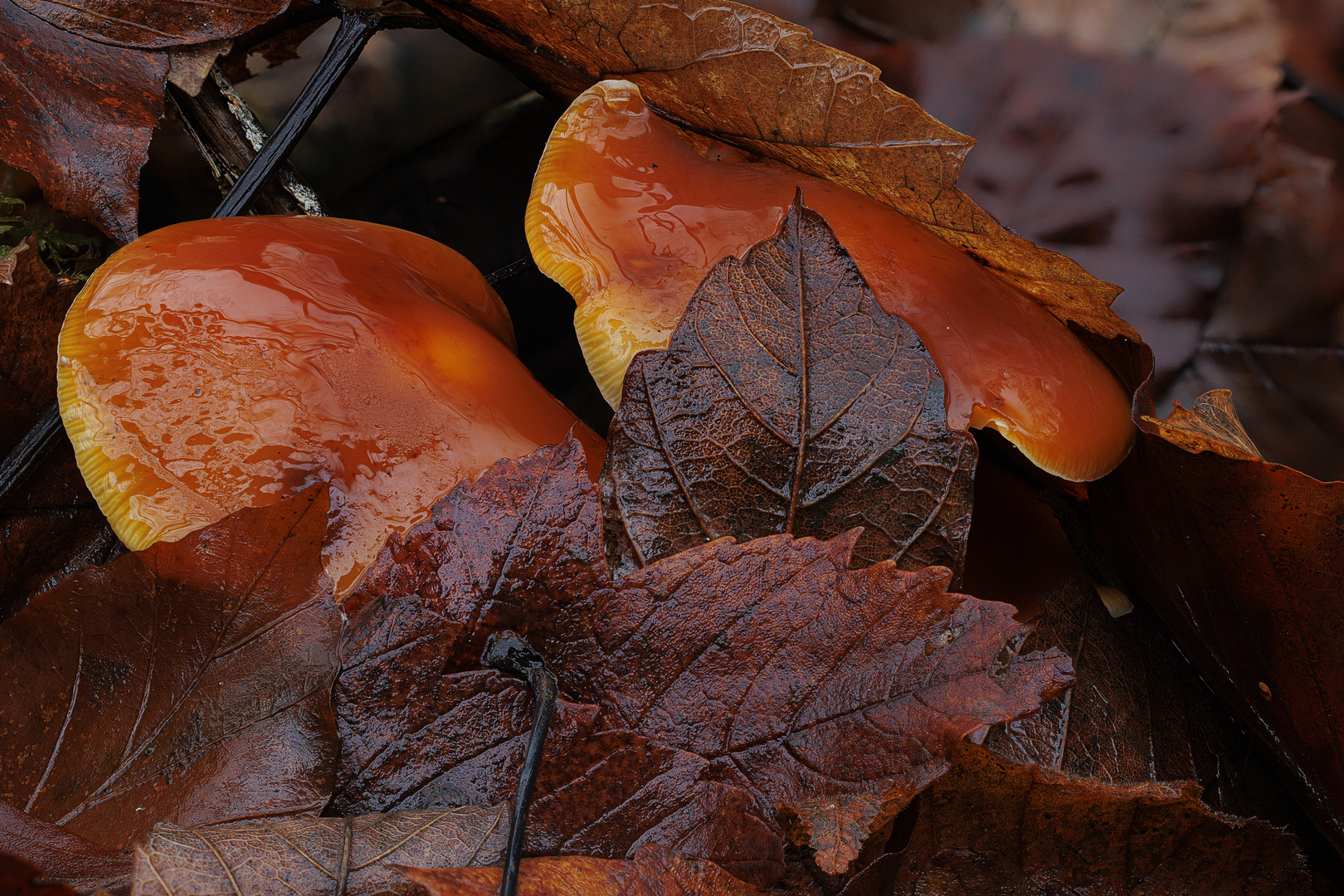 Gut getarnt im Herbstlaub