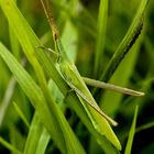 gut getarnt im hohen Gras: Nasenschrecke