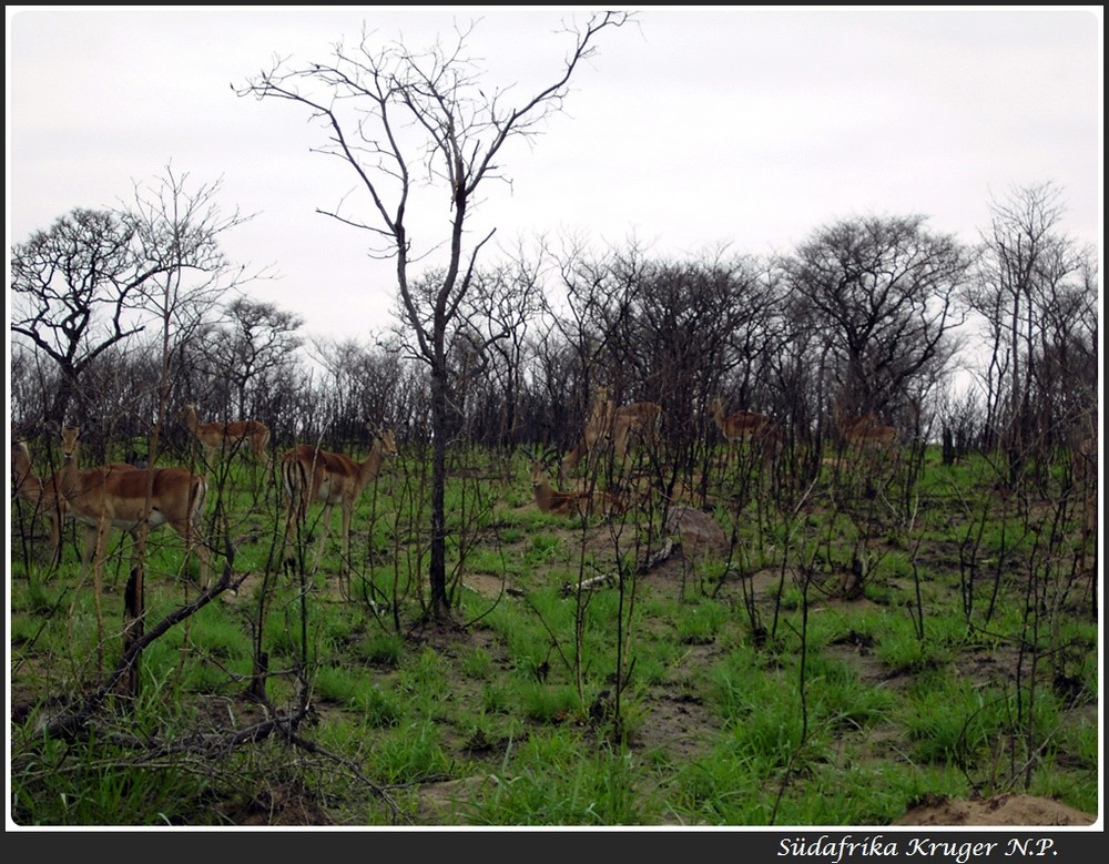 gut getarnt im Kruger N.P.