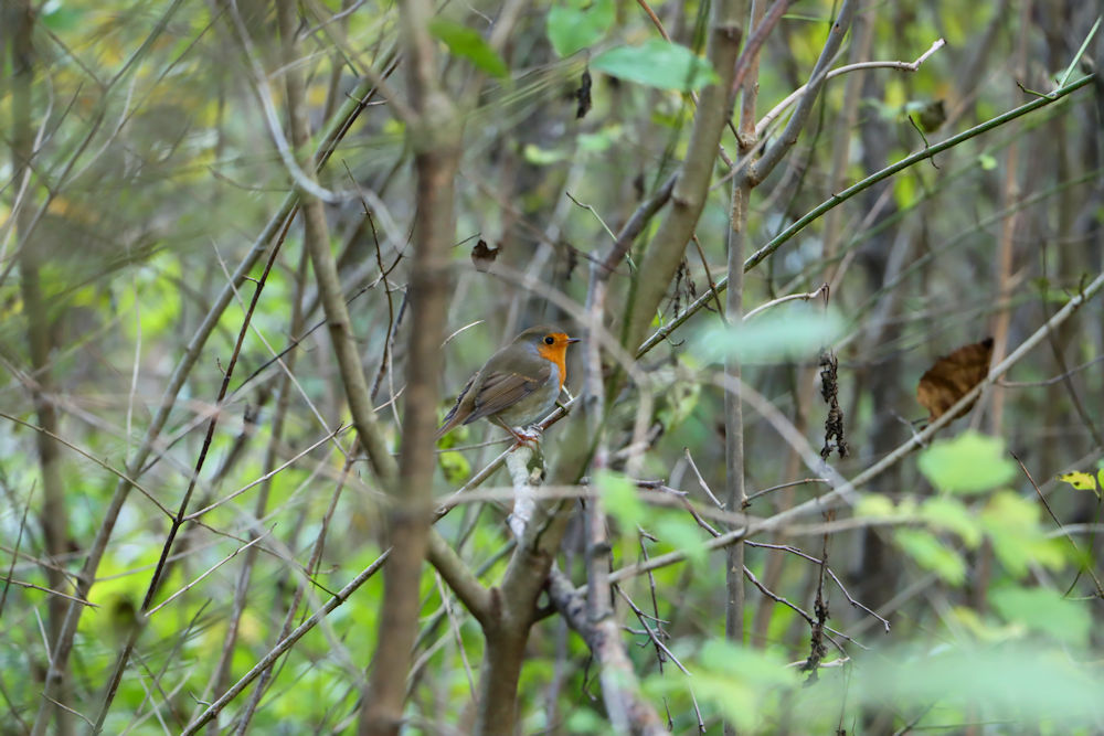 gut getarnt im wald