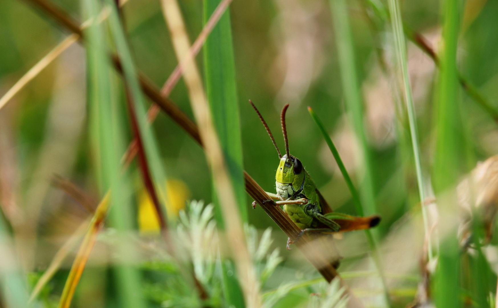 Gut getarnt in der grünen Wiese