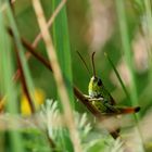 Gut getarnt in der grünen Wiese