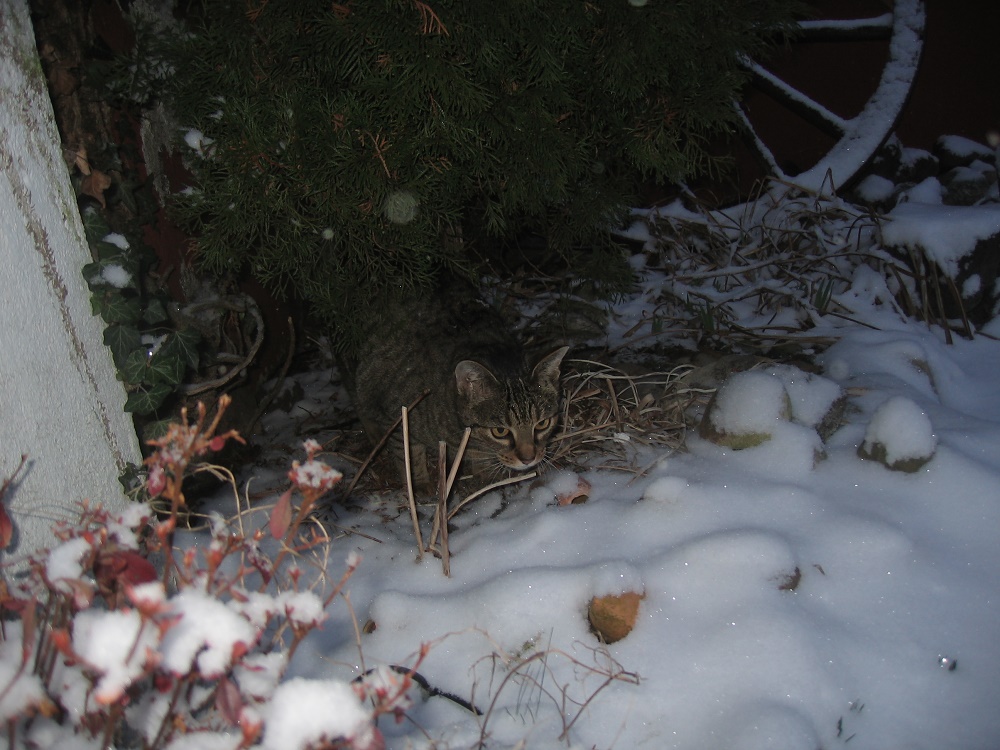 gut getarnt - Jerry im Schnee