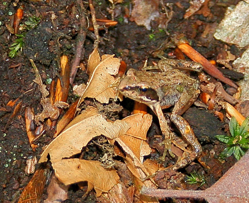 Gut getarnt: Junger Springfrosch (1cm groß)