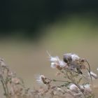 Gut getarnt! Junger Stieglitz auf Nahrungssuche in einer Ackerkratzdistel