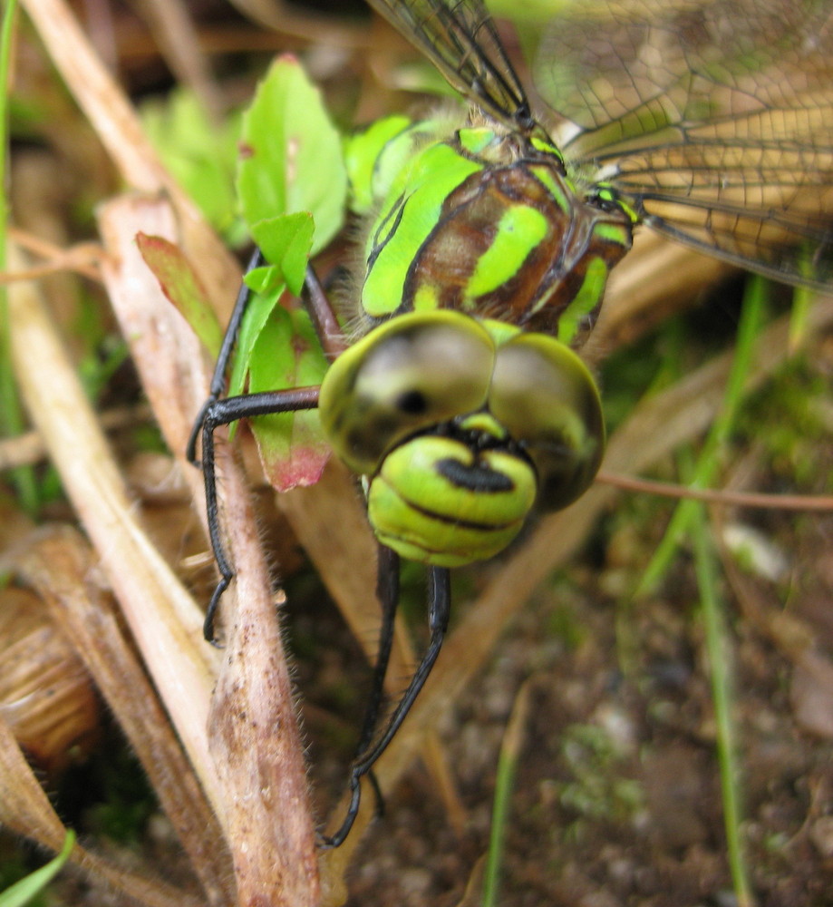 Gut Getarnt - Libelle /(Odonata)