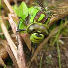 Gut Getarnt - Libelle /(Odonata)