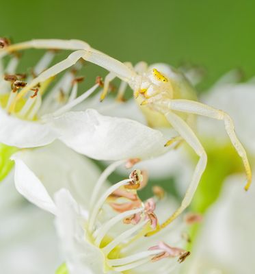 GUT GETARNT - MISUMENA KLÄRT AUF