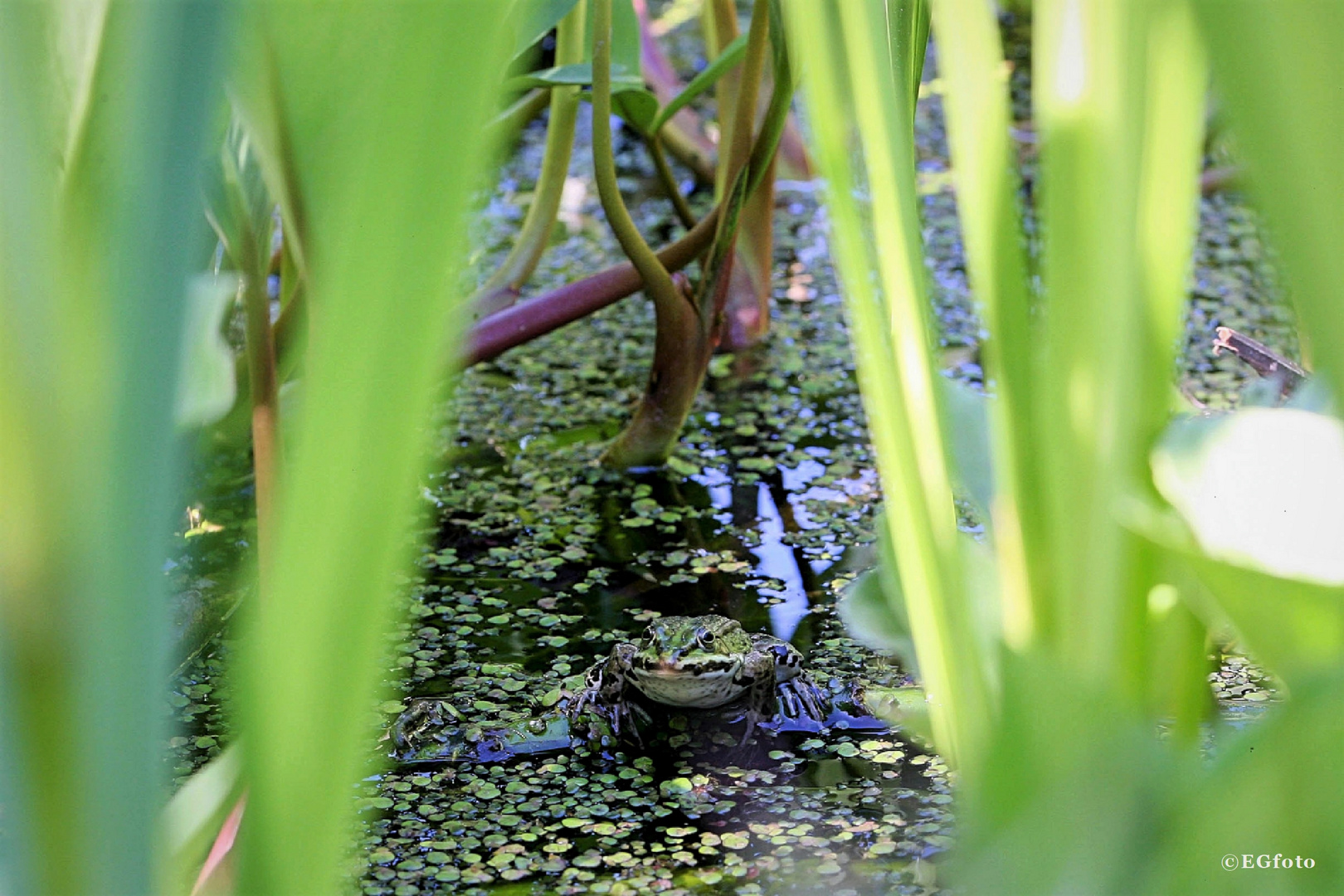 »Gut getarnt« oder: »Sei ein Frosch!«