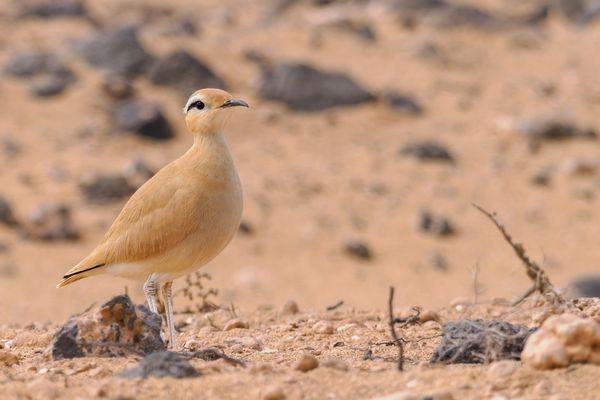 Gut getarnt - Rennvogel