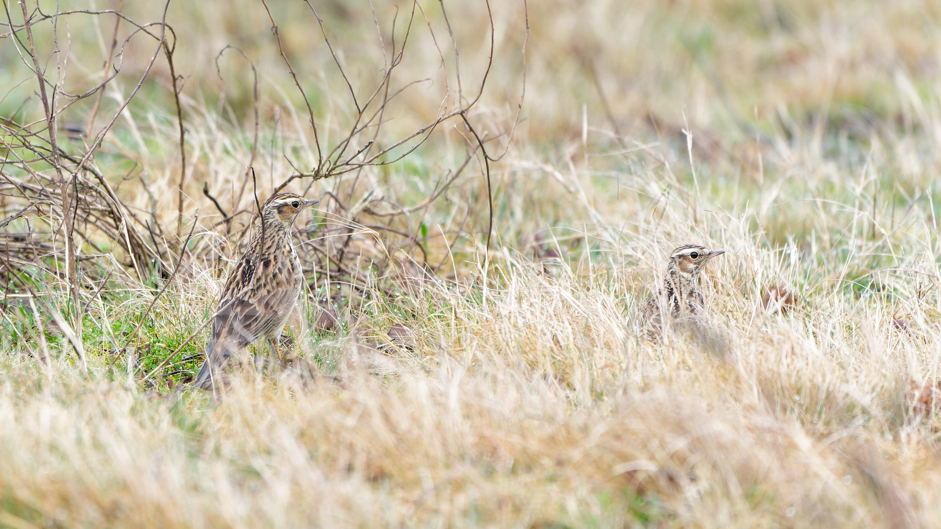 gut getarnt – Suchbild mit zwei Heidelerchen