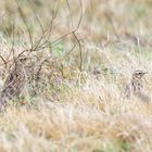 gut getarnt – Suchbild mit zwei Heidelerchen