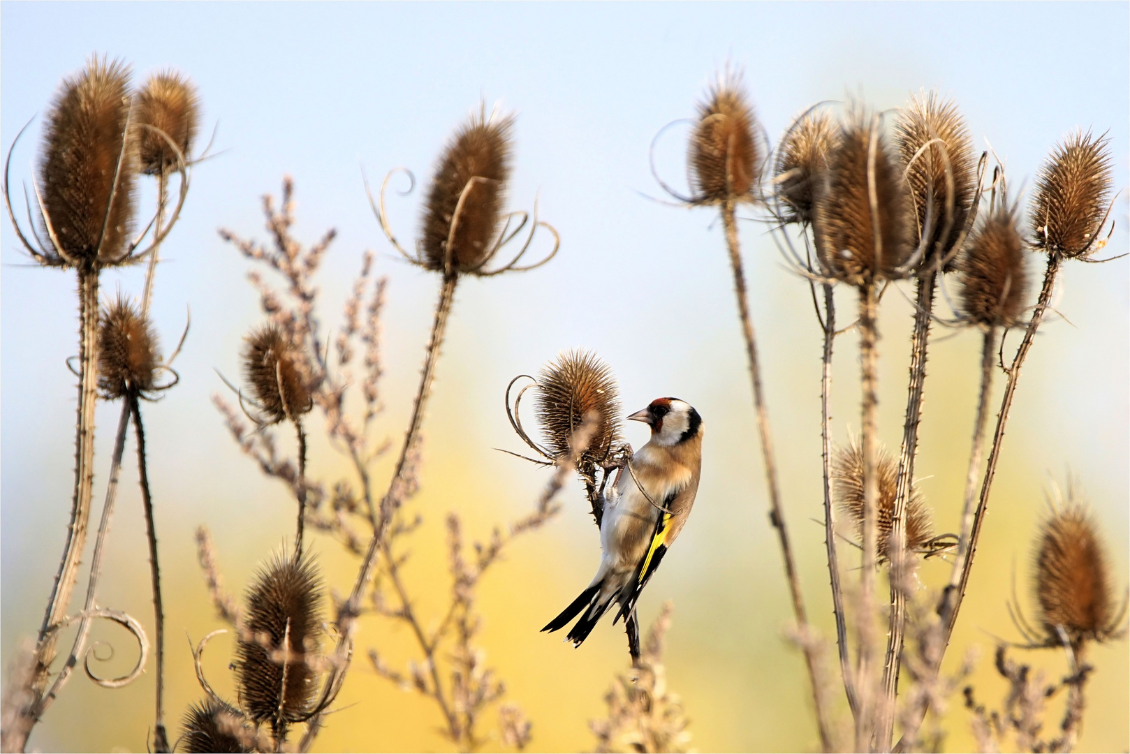 Gut getarnt... trotz roter Gesichtsfärbung - Vogel des Jahres 2016