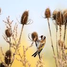 Gut getarnt... trotz roter Gesichtsfärbung - Vogel des Jahres 2016