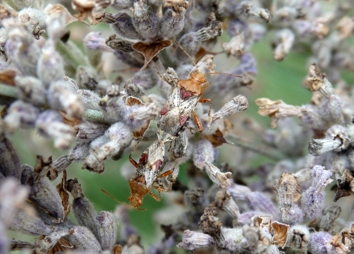 Gut getarnt - Wanzenpaarung im verblühten Lavendel