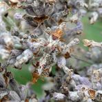 Gut getarnt - Wanzenpaarung im verblühten Lavendel