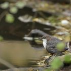 Gut getarnt; Wasseramsel, Plombières, Belgien