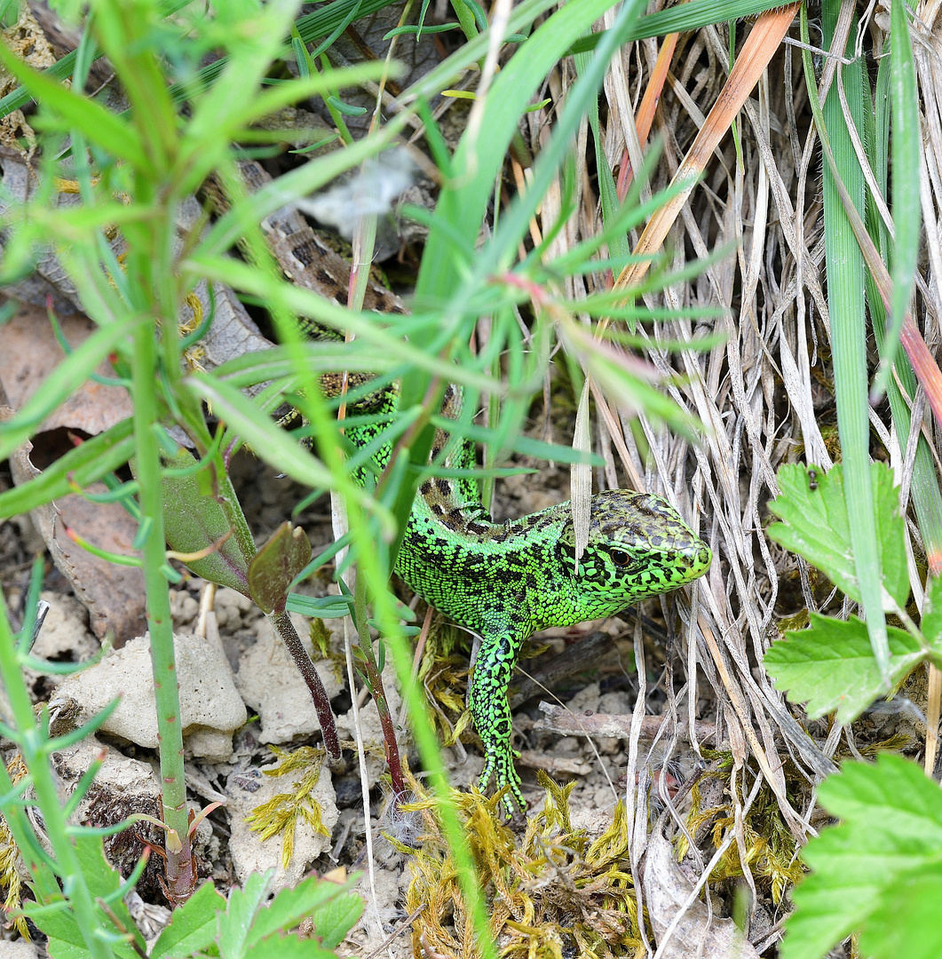 Gut getarnt! Well camouflaged! Bien camuflado!