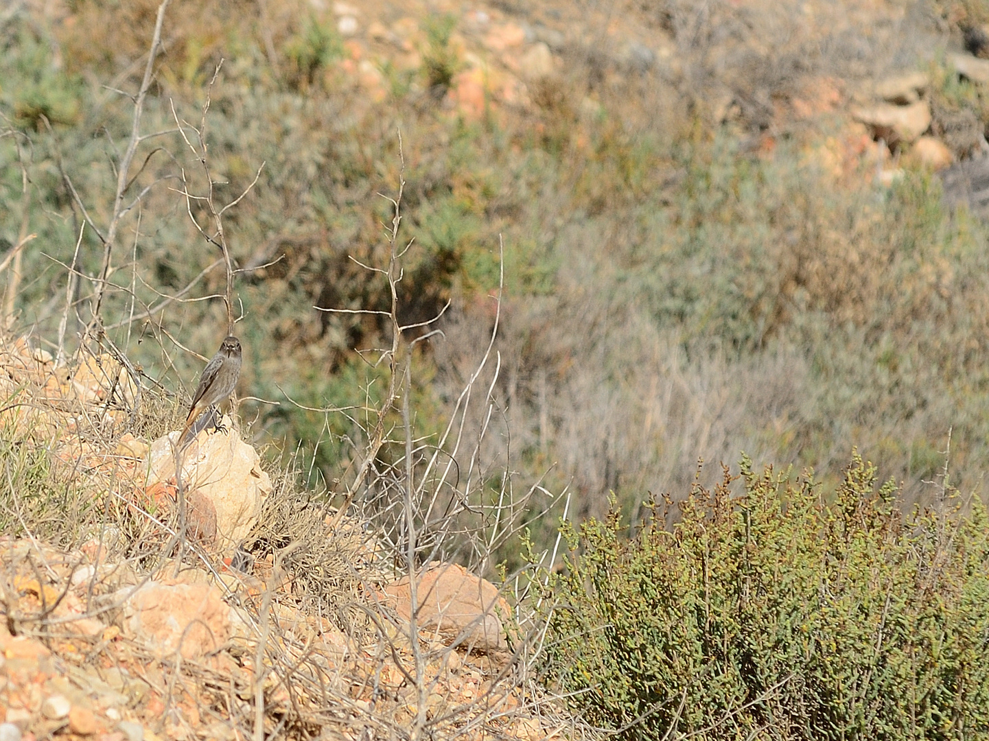 Gut getarnt!  well camouflaged, bien camuflado