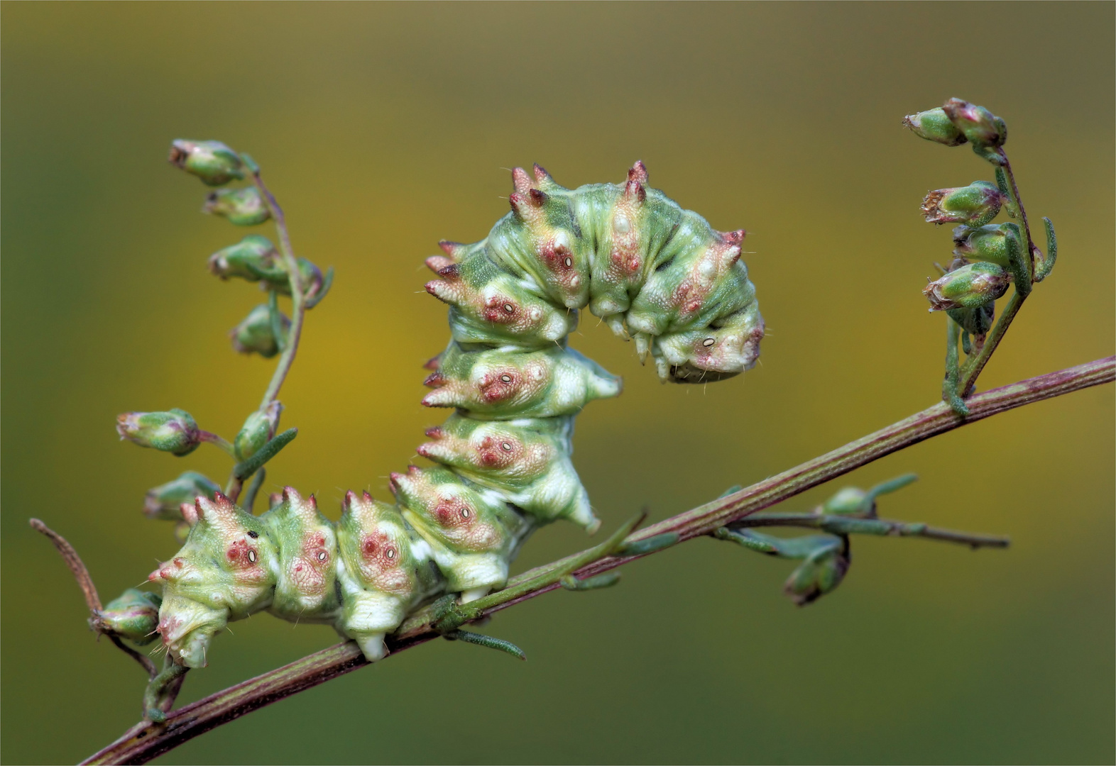 Gut getarnt zwischen den Knospen.... Feldbeifuß-Mönch (Cucullia artemisiae), Raupe