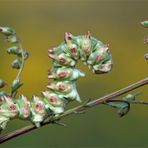 Gut getarnt zwischen den Knospen.... Feldbeifuß-Mönch (Cucullia artemisiae), Raupe