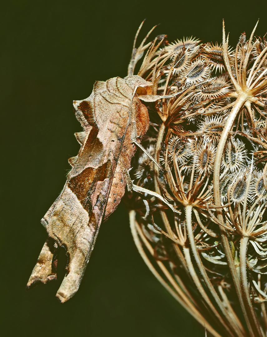 Gut getarnte Achateule, Mangoldeule (Phlogophora meticulosa) - Méticuleuse craintive.