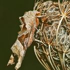 Gut getarnte Achateule, Mangoldeule (Phlogophora meticulosa) - Méticuleuse craintive.