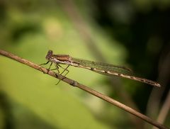 Gut getarnte kleine Libelle