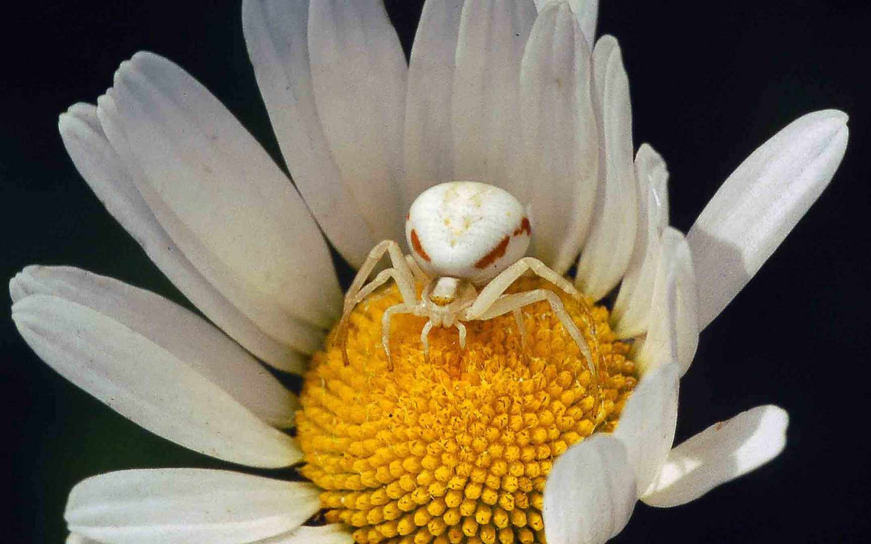 Gut getarnte Krabbenspinne