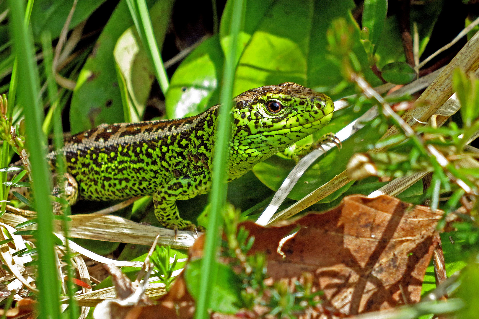 Gut getarnte männliche Zauneidechse (Lacerta agilis)