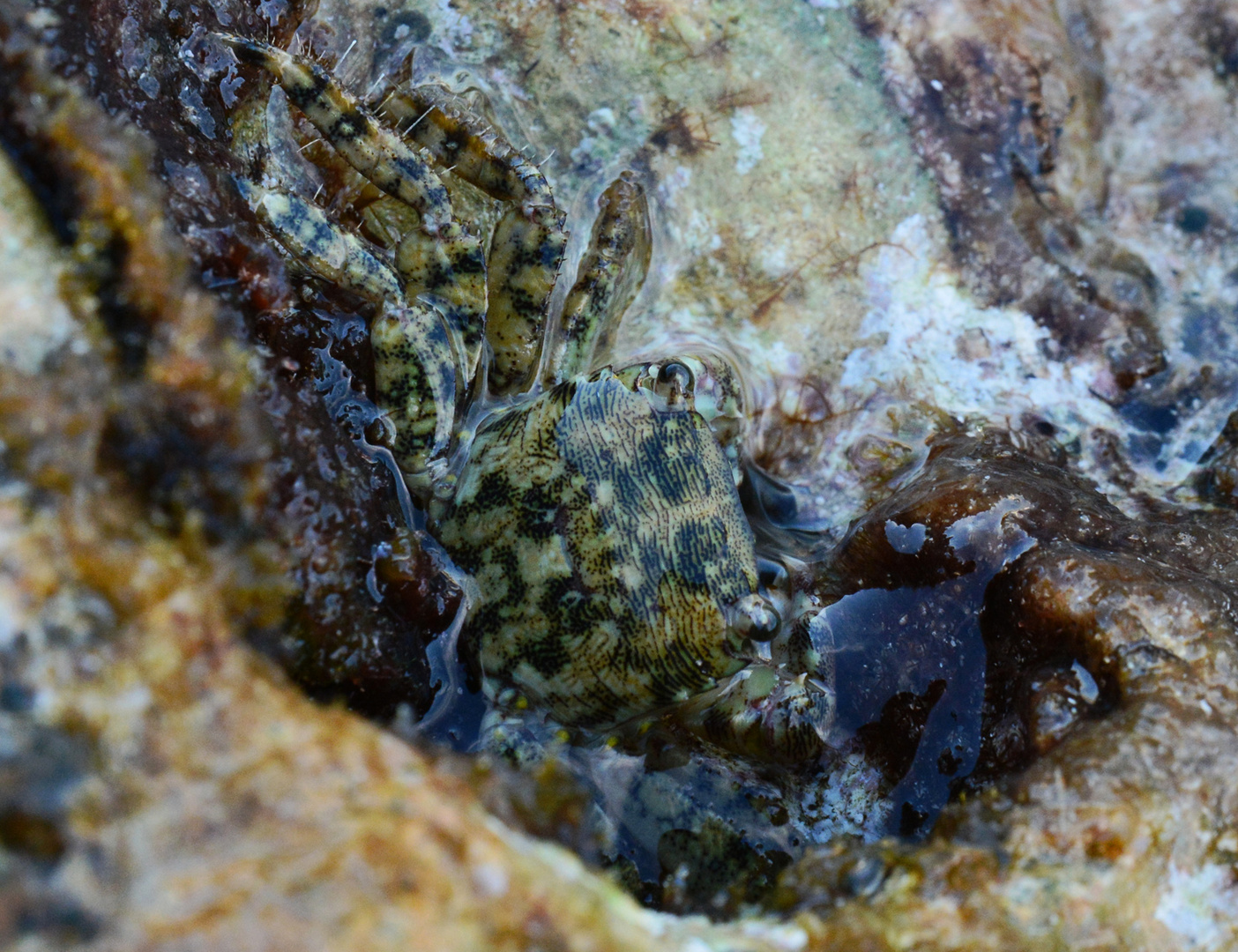 Gut getarnte Pachygrapsus marmoratus aus dem Mittelmeer.