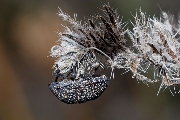 Gut getarnte Schildwanze auf verblühtem Natternkopf ... (2 Fotos)