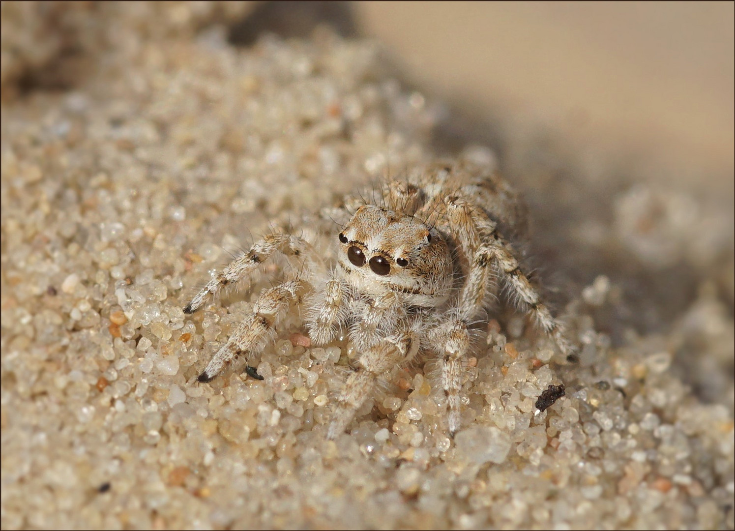 Gut getarnte Springspinne