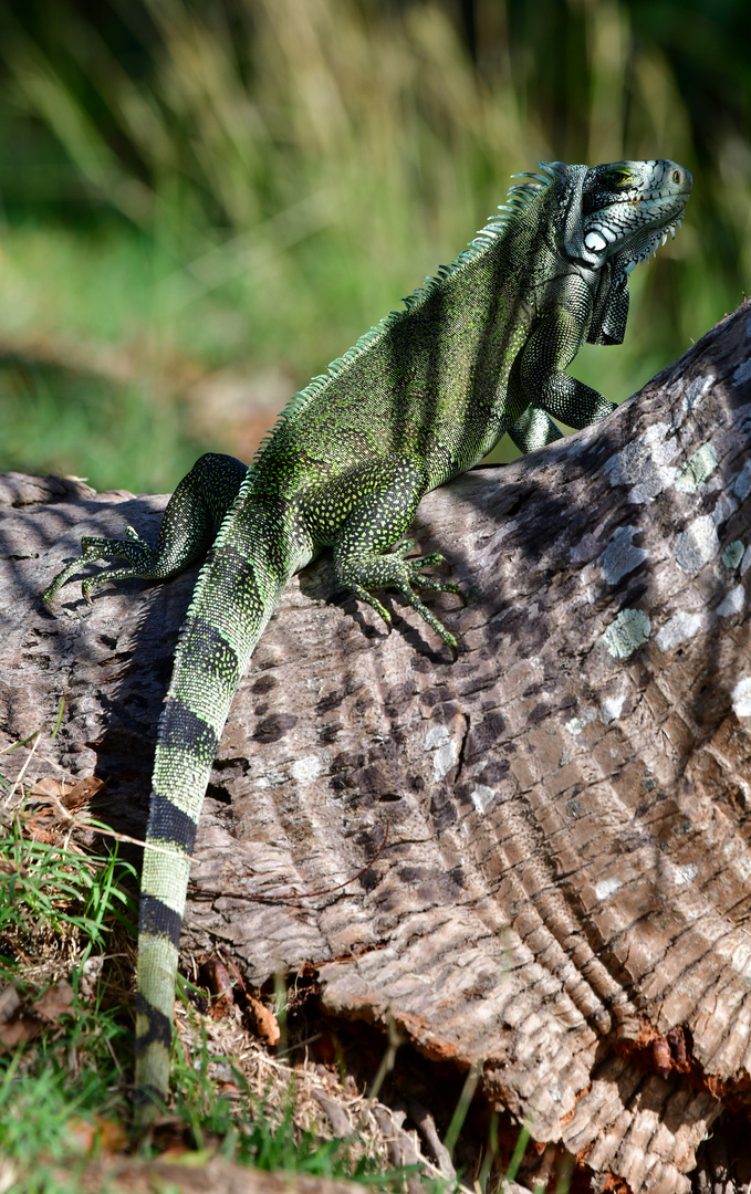 Gut getarnter Leguan 