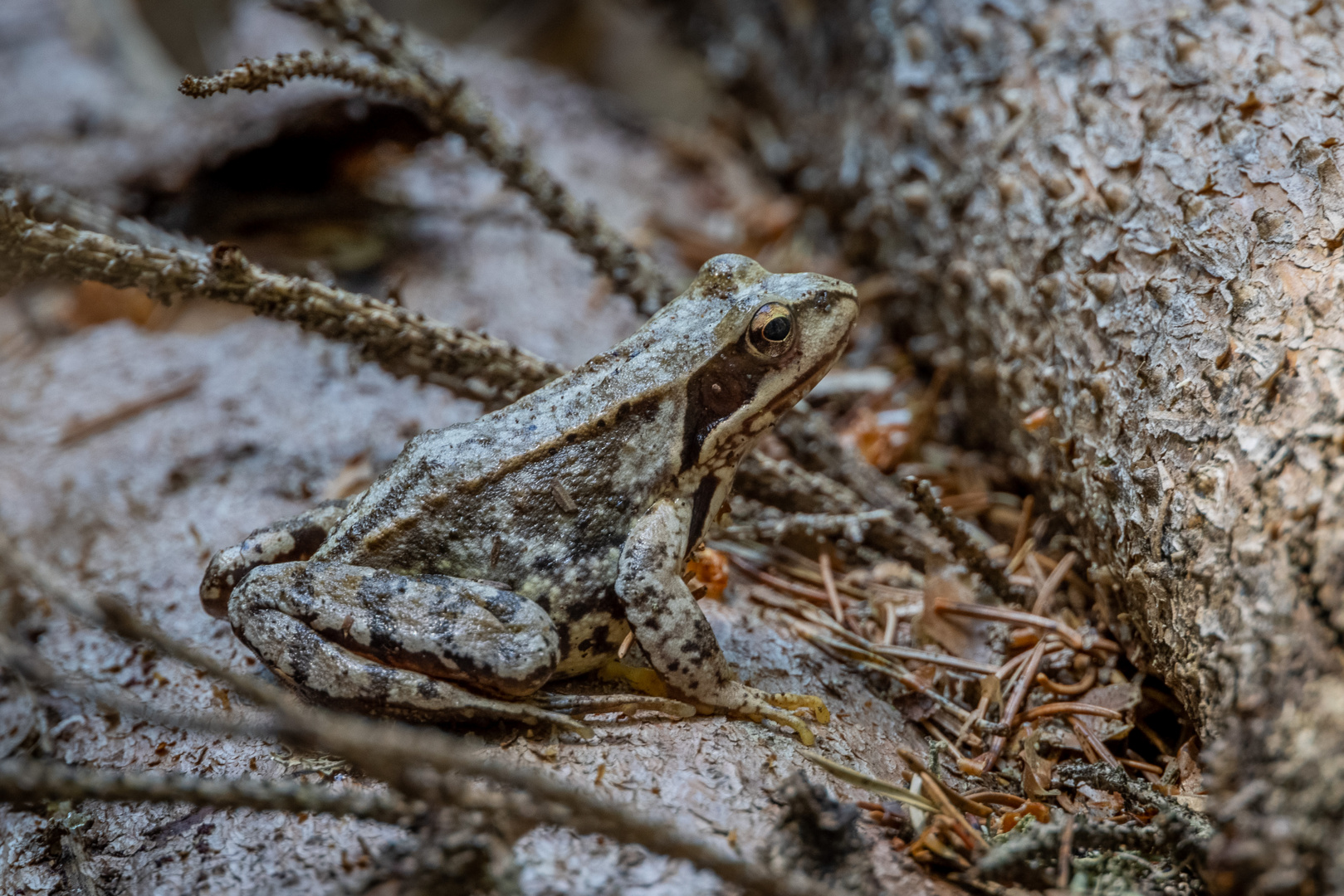 Gut getarnter Waldfrosch