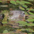 Gut getarntes Nutria