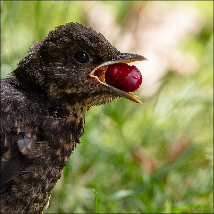 ... gut Kirschen essen!