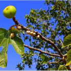 Gut lebt´s sich auf dem Feigenbaum ...